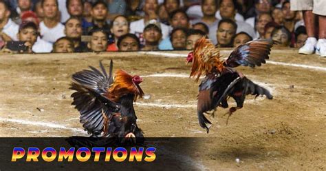 sabong enthusiasts|Sabong fan clubs .